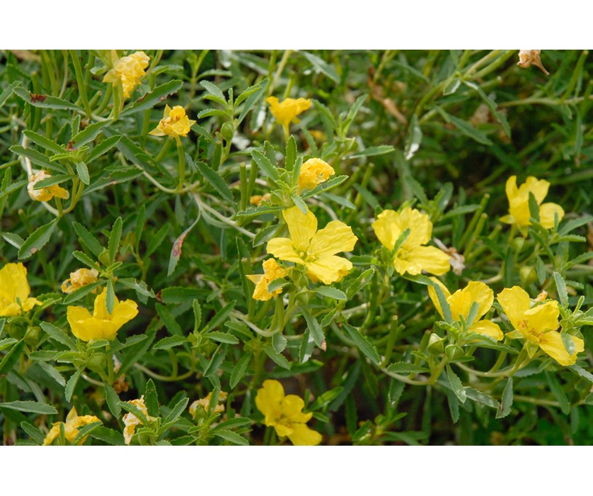 Prairie Lode Sundrops